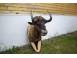 Trofeu de vanatoare antilopa gnu model deosibit arta obiecte de colectie 930340 poza 2